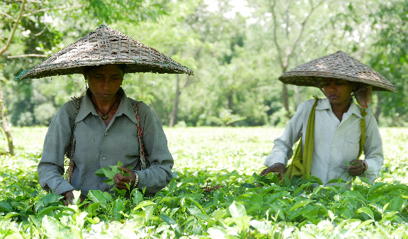 A visit to the Jalinga Tea Garden, Assam, North India